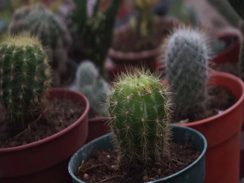 Cactus flowers Stock Footage 123758106
