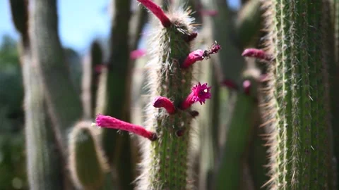 Cactus with flowers Stock Footage 326363486