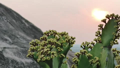 Cactus Flowers Framed Against Warm Sunset Stock Footage 323301288