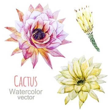 Cactus flowers Stock Illustration