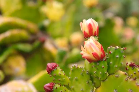 Cactus flowers Stock Photos