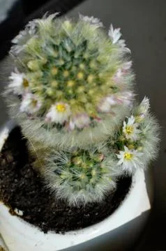 Cactus with flowers Foto stock
