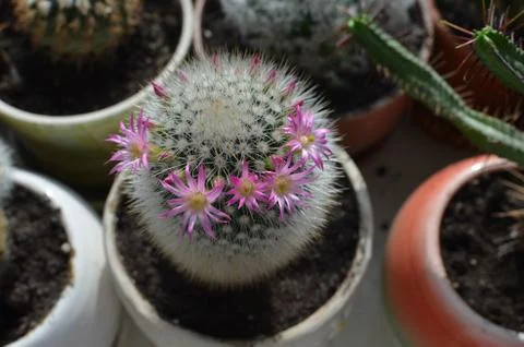 Cactus with flowers Stock Photos