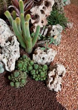 Cactus flowers  . Stock Photos