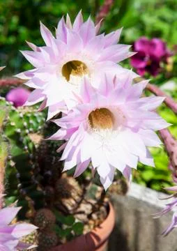 Cactus flowers Foto stock