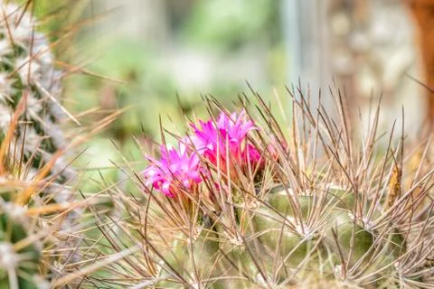 Cactus flowers Stock Photos