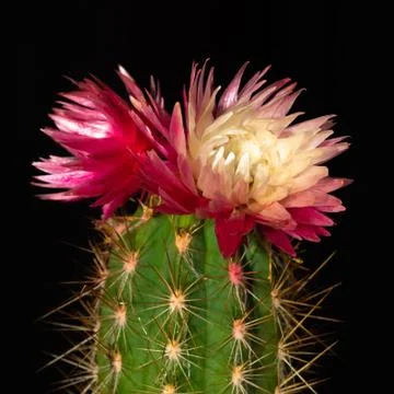Cactus with flowers Stock-Fotos