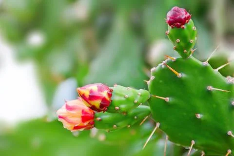 Cactus with flowers Stock Photos