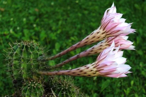 Cactus flowers Foto stock