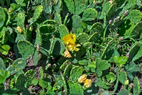 Cactus flowers Stock Photos
