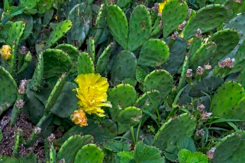 Cactus flowers Stock Photos