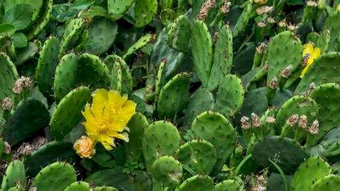 Cactus flowers Stock Photos