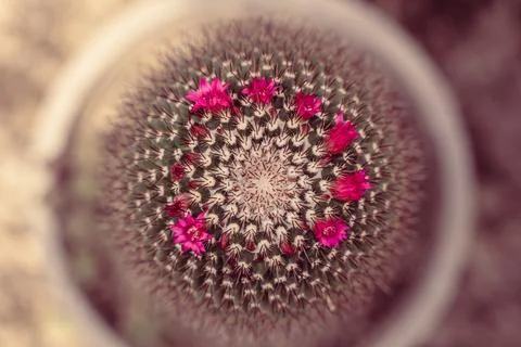 Cactus with flowers Stock Photos