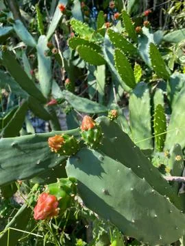 Cactus with flowers sprouting Stock Photos