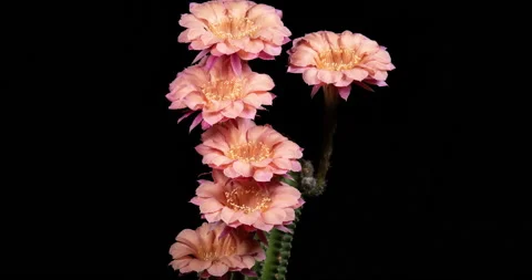 Cactus Flowers Timelapse of Blooming Stock Footage 146177819