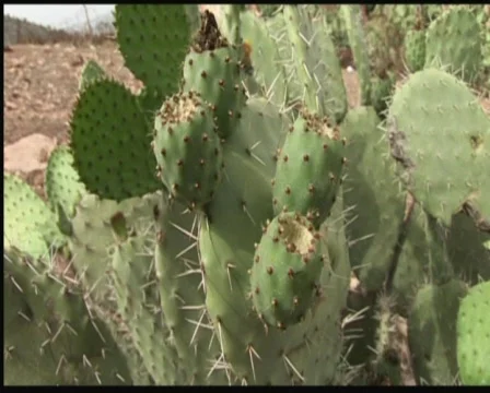 Cactus Stock Footage 517638