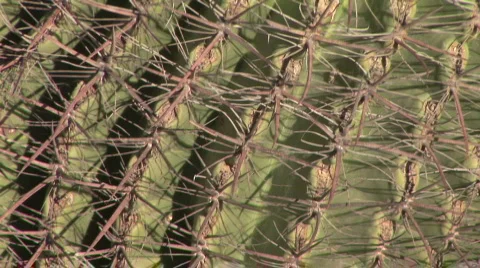 Cactus 스톡 동영상 622855