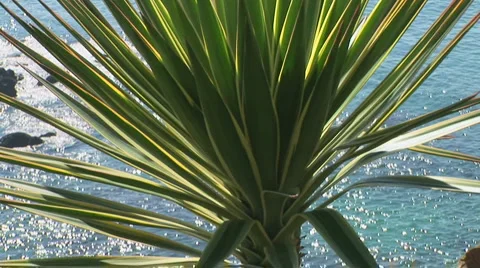 Cactus Video stock 919932