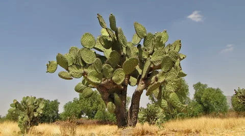 Cactus Stock-Footage 5297218