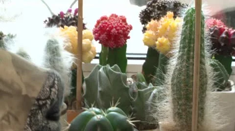 Cactus 库存影片 8961428