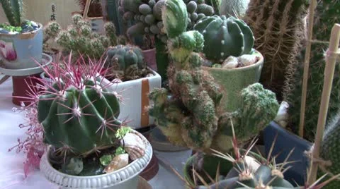 Cactus Stock Footage 8961430