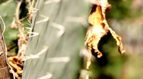 Cactus 스톡 동영상 10803301