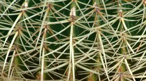 Cactus Видео 11625917