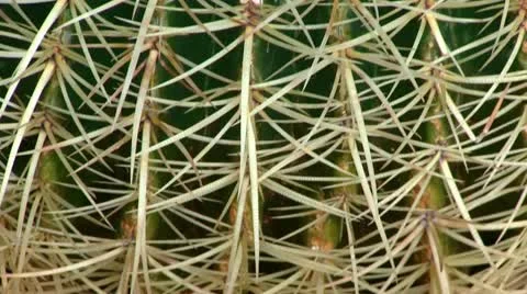 Cactus 스톡 동영상 11625919