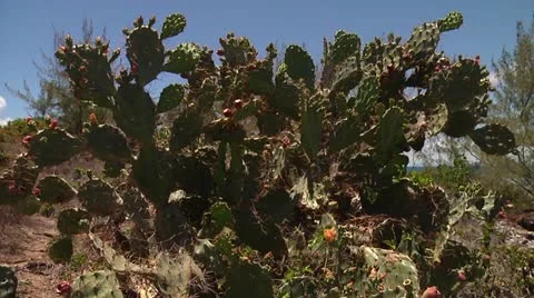 Cactus Video stock 22037082
