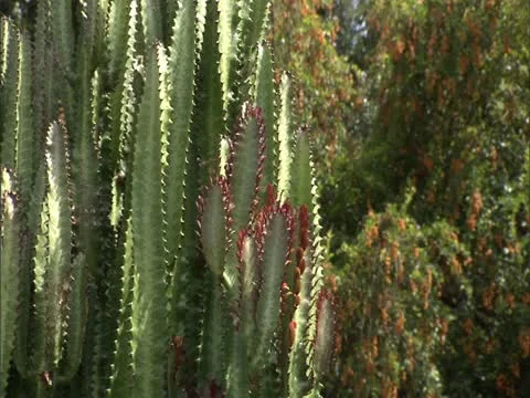 Cactus Stock-Footage 22243686