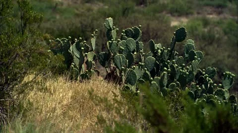 Cactus Stock Footage 22635848