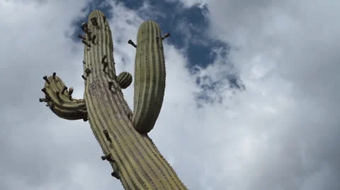 Cactus Stock Footage 22641517