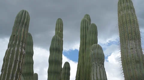 Cactus Stock-Footage 22641569