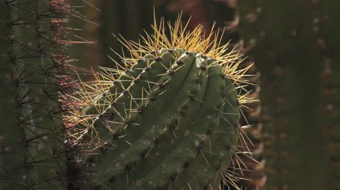 Cactus Stock-Footage 22641698