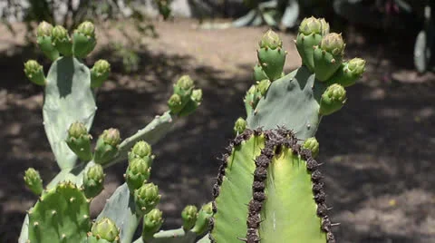 Cactus Stock Footage 24576077