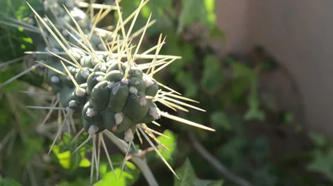 Cactus 스톡 동영상 33547349