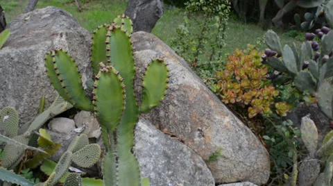 Cactus Stock Footage 33764245