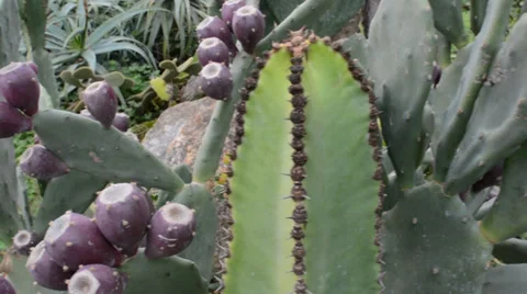 Cactus Stock Footage 33764415