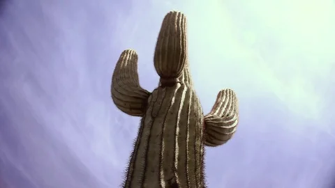 Cactus Stock Footage 74777358