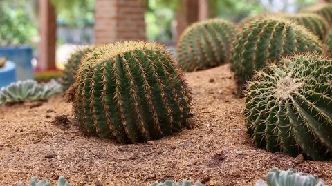 Cactus Stock Footage 77314190
