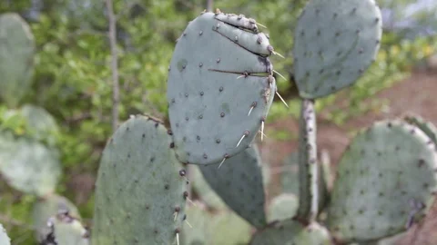 Cactus 動画素材 88288005