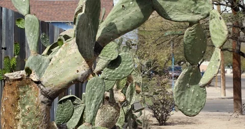 Cactus Video stock 90379813