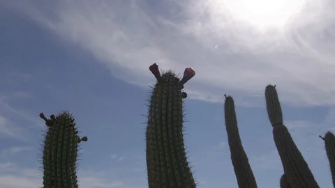 Cactus Stock Footage 91143242