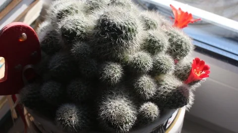 Cactus Stock Footage 102058123