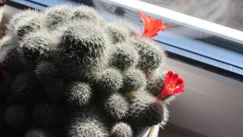 Cactus Stock Footage 102058139