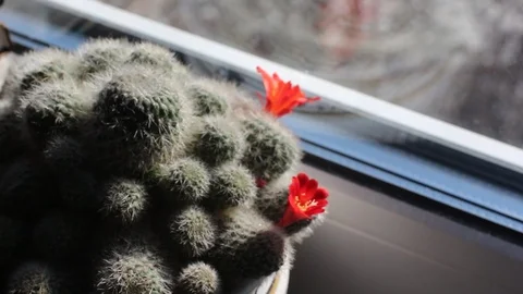 Cactus Stock Footage
