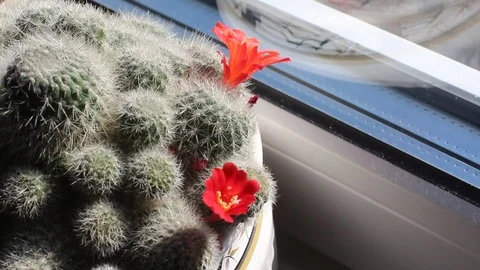 Cactus Stock Footage 102058282