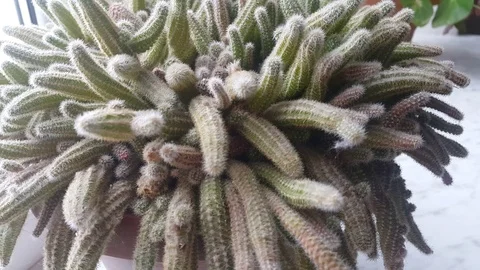 Cactus Stock Footage 106367870