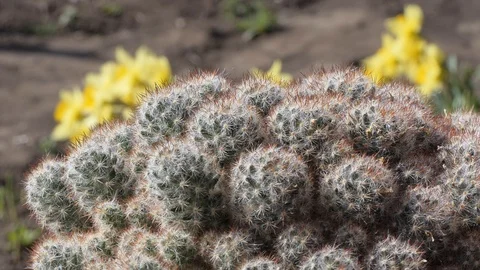 Cactus Video stock 107297003