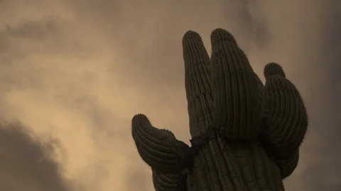 Cactus 库存影片 120305187